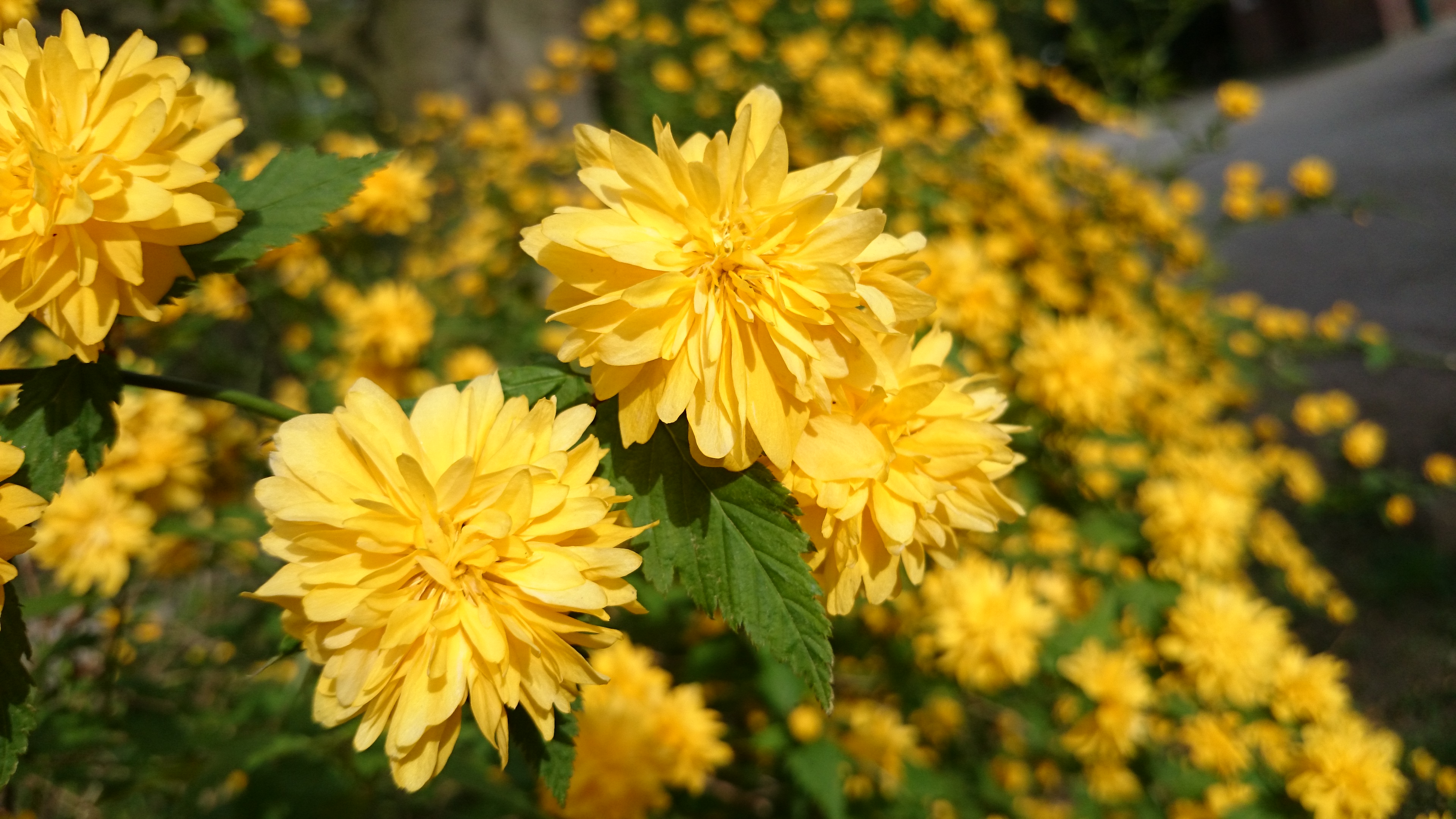 Sony Xperia Kamera Anleitung - Wie finde ich die besten Einstellungen-hoheiso2.jpg