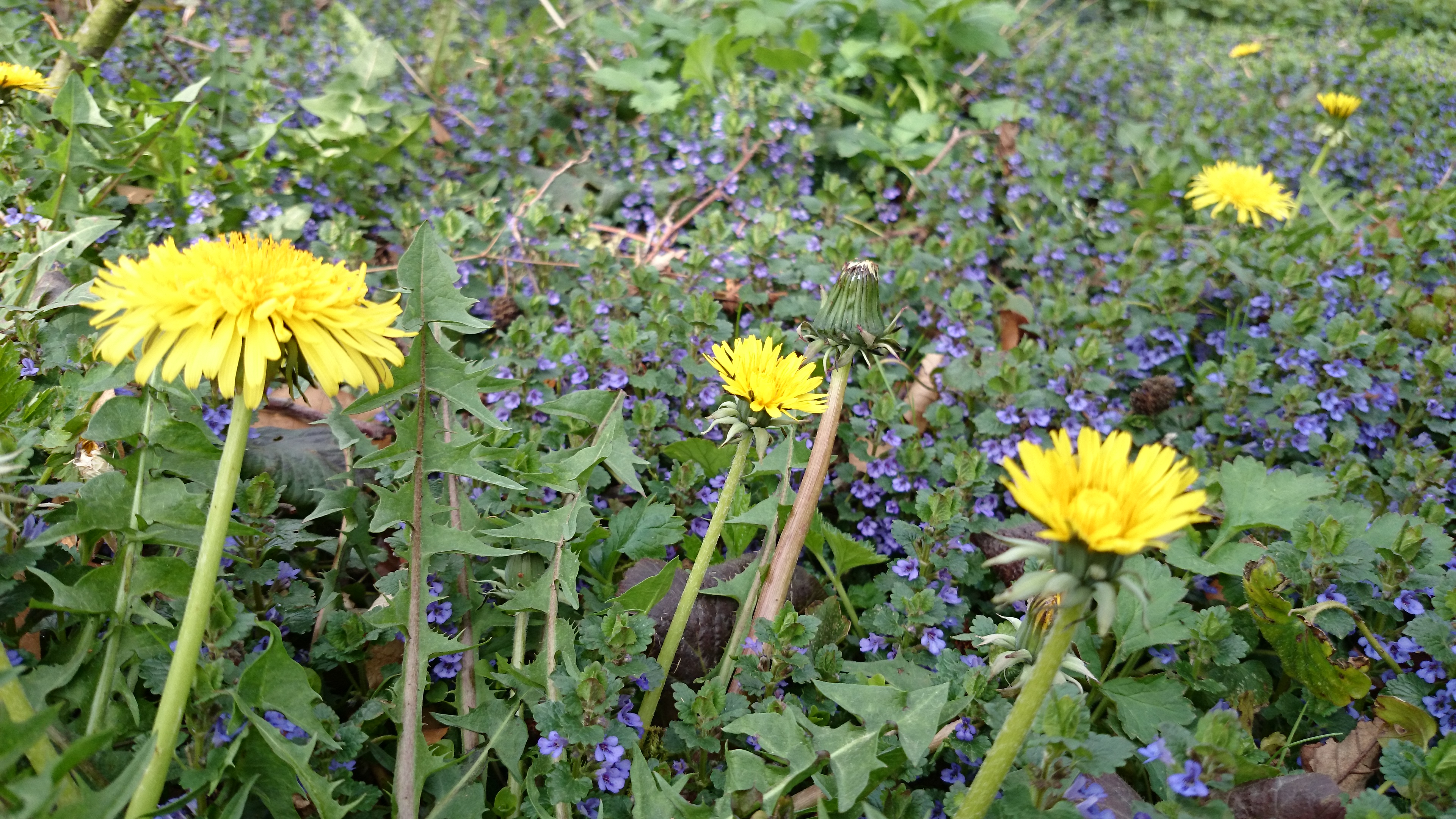 Sony Xperia Kamera Anleitung - Wie finde ich die besten Einstellungen-hoheiso1.jpg