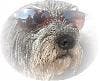 Avatar von Luckydog