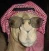 Avatar von kamelbullentreiber