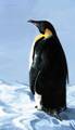 Avatar von penguan_07