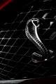 Avatar von Mr. Cobra