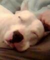 Avatar von amstaff