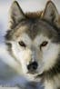 Avatar von Husky-Tattoo