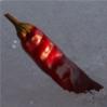 Avatar von chili85