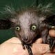 Avatar von fruchtfliege