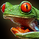 Avatar von DynBunti