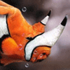 Avatar von fisch77
