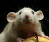Avatar von rattza