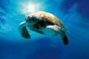 Avatar von Tortuga