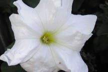 Phicomm Passion Kamera (3)