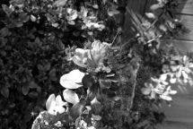 Huawei P9 Monochrom