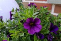 Huawei P9 Plus Cam