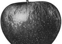 Apple Logo Granny Smith