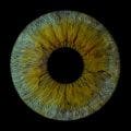 Iris Biometrie Foto von Maria Maximova auf Unsplash