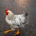 Photo by Frank Grün: https://www.pexels.com/photo/close-up-photo-of-white-and-black-chicken-on-tarmac-3757197/